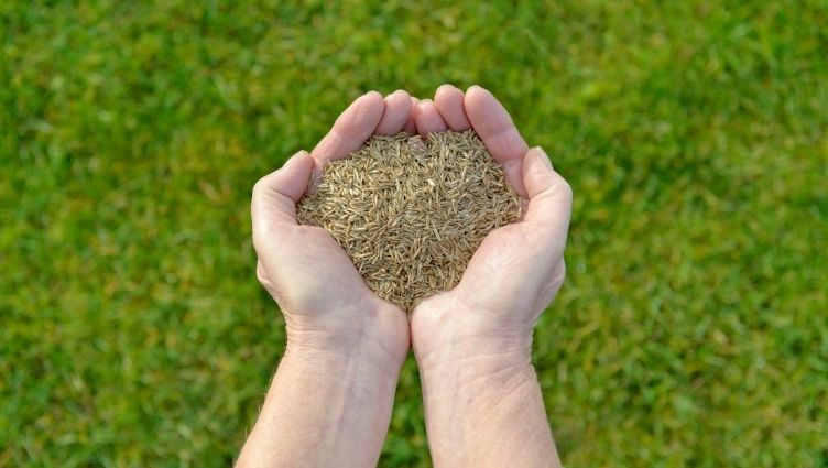 Grass Seeding Tips