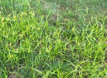 Grassy Weed Control Near Me