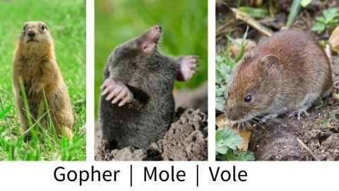 Rodent Lawn Pest Tips » JBTurf