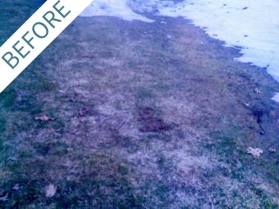 Snow Mold Spring Cleanup Before