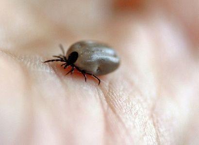 Tick Treatment Groton MA