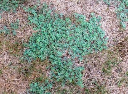 Weed Control Near Me