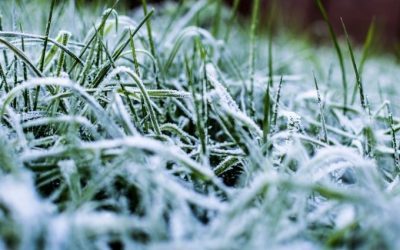 Lawn Winterization Tips