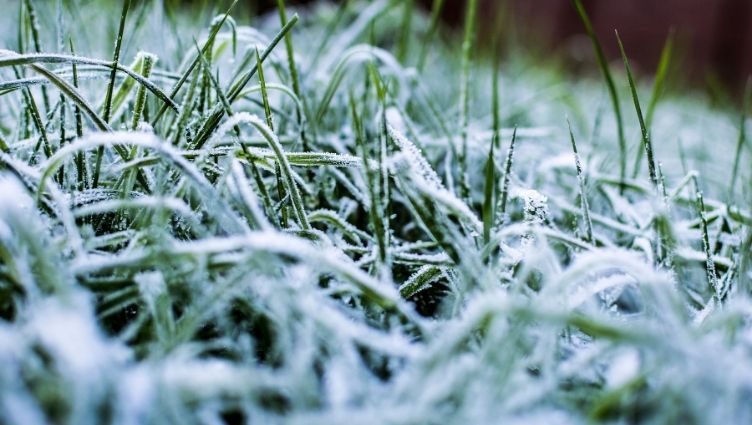 winterize your lawn